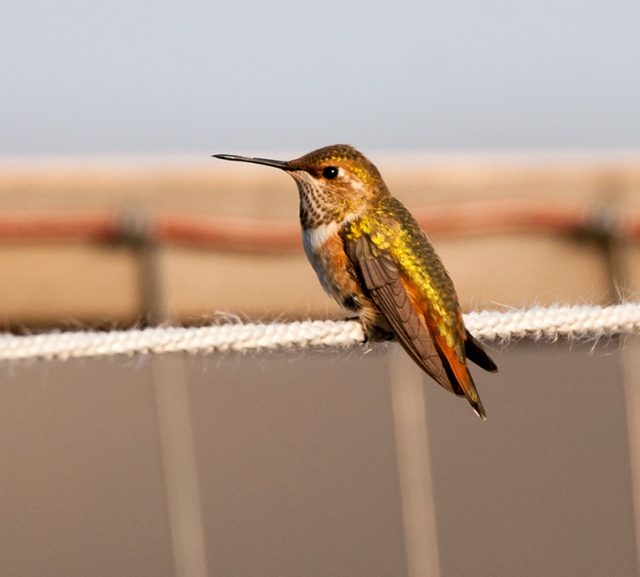 Taking a break. Female Allens Hummingbird