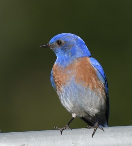 Brendas Blue Bird
